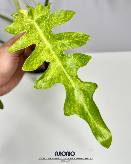 Philodendron 'Bob Cee' Aurea Var.【黄锦鲍勃切依】[PHBOCE]