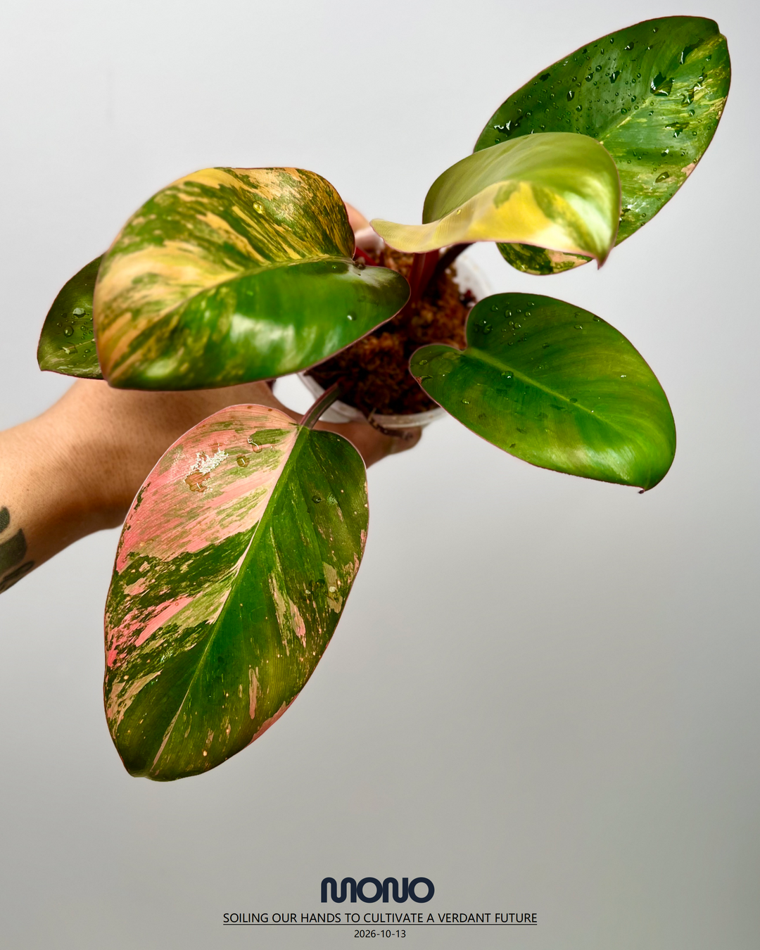 Philodendron 'Rojo Congo'【红刚果】[PHROCV]