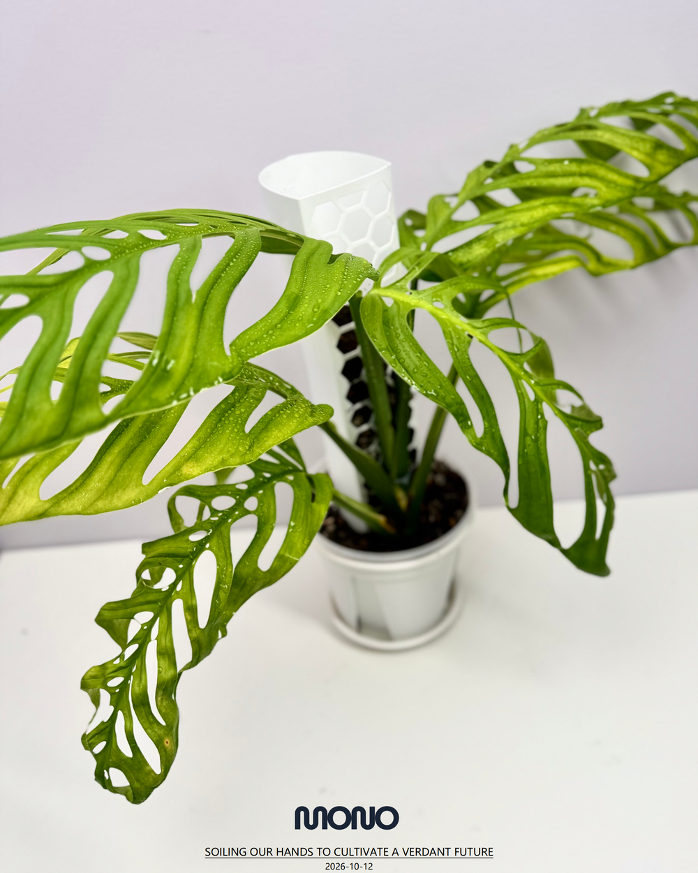 Monstera Esqueleto【Giant】【斜叶巨洞】[MEGIAN]