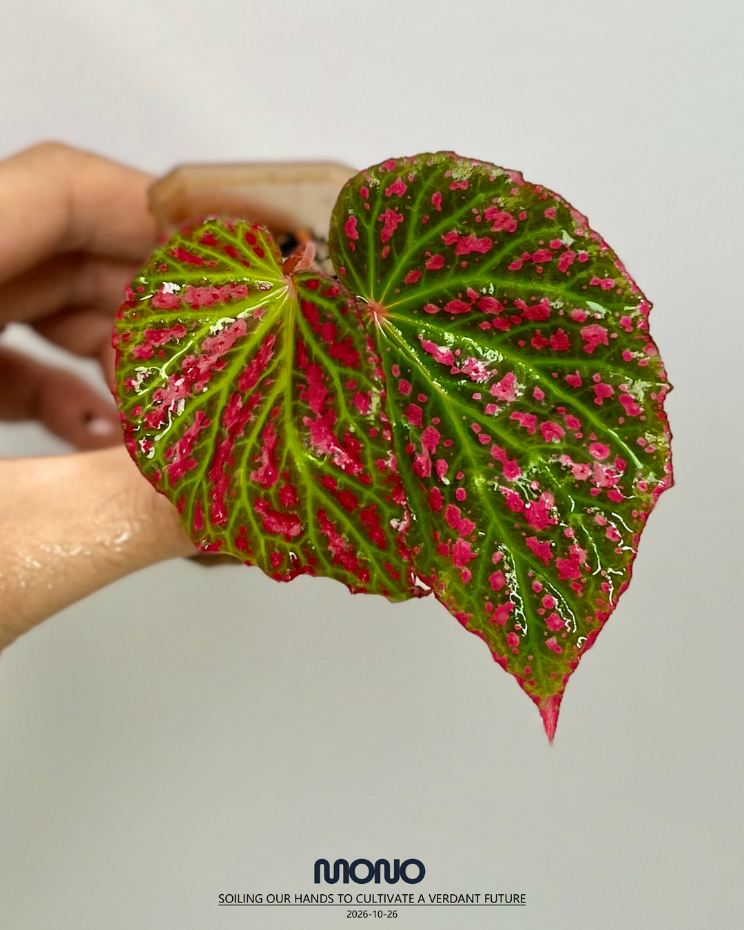 Begonia Negrosensis【内格罗斯】[BGNEGR]