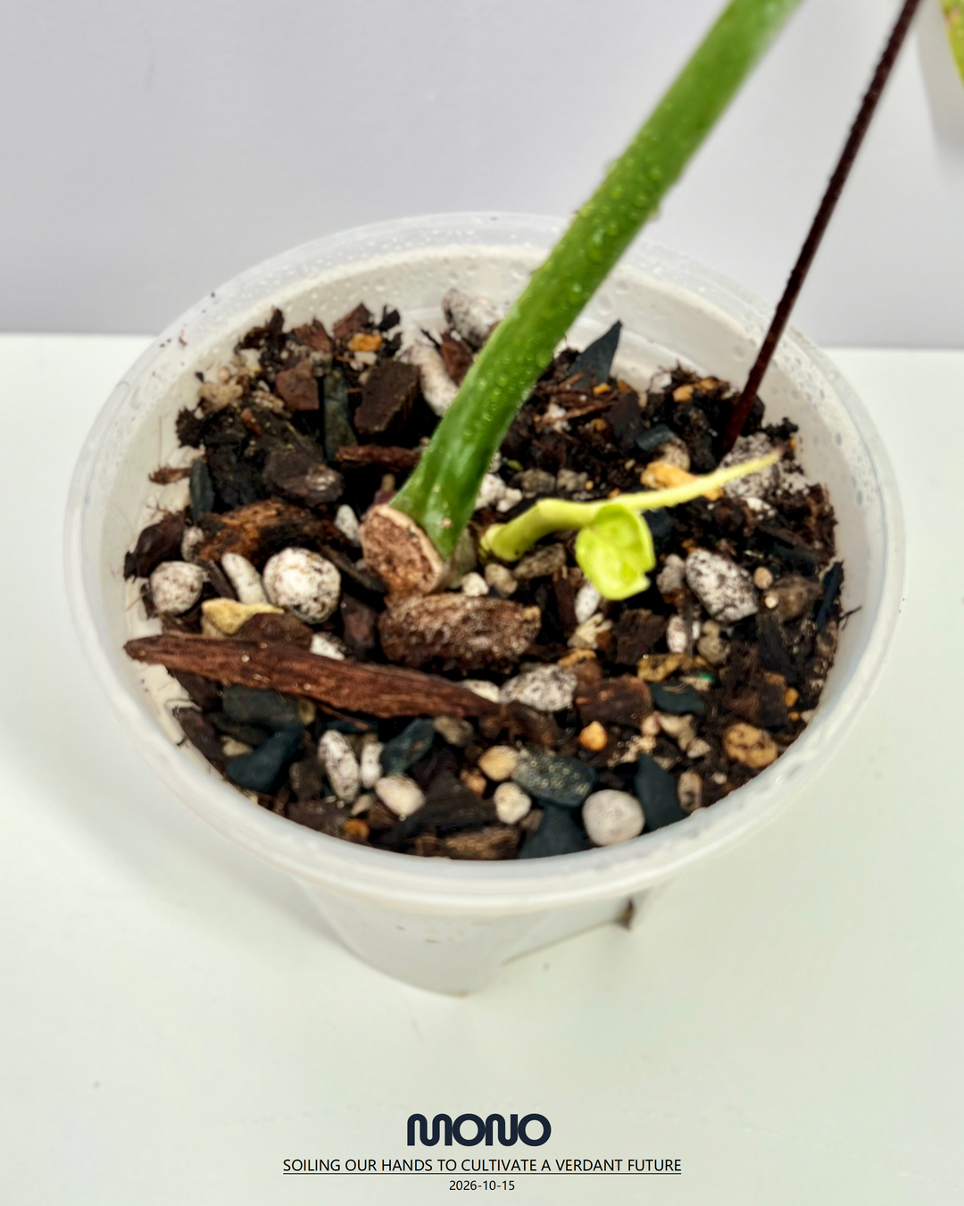 Philodendron 'Bob Cee' Aurea Var.【黄锦鲍勃切依】[PHBOCE]
