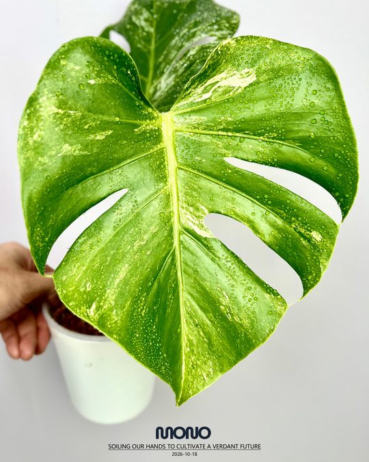 Monstera Deliciosa 'Ocean Mint'【海洋薄荷】[MDOCMI]