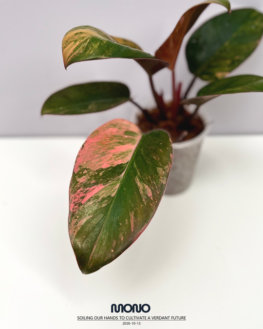 Philodendron 'Rojo Congo'【红刚果】[PHROCV]
