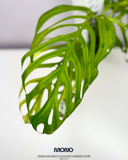 Monstera Esqueleto【Giant】【斜叶巨洞】[MEGIAN]