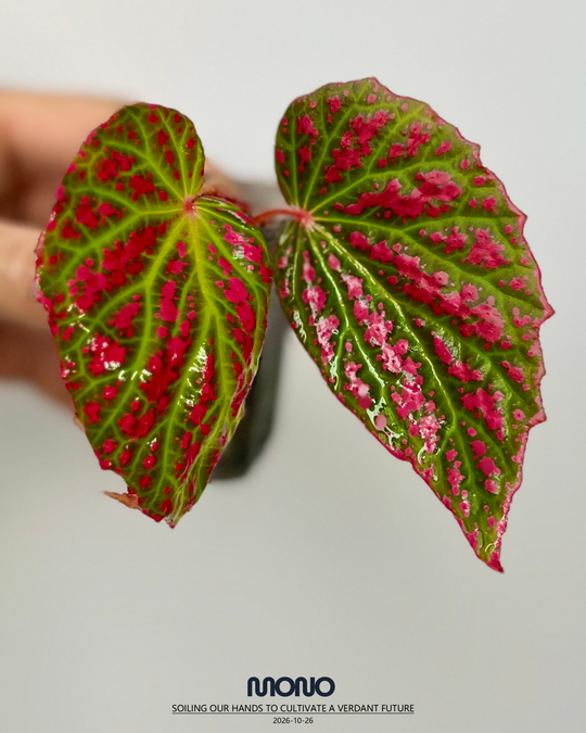 Begonia Negrosensis【内格罗斯】[BGNEGR]