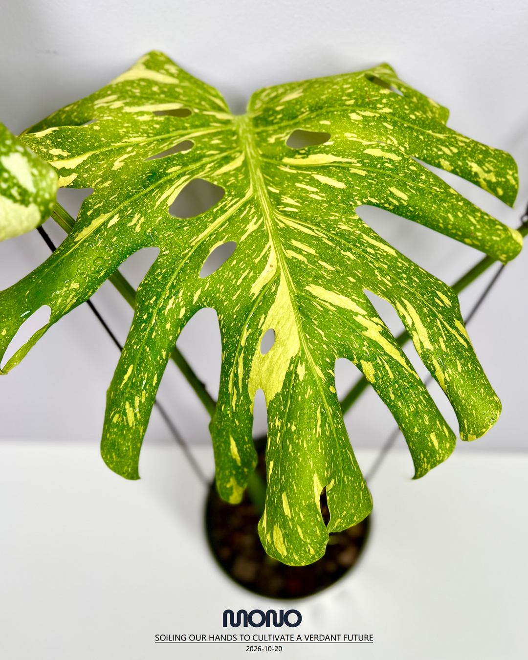 Monstera Deliciosa 'Electrolyte King'【灯泡王】[MDELEK]