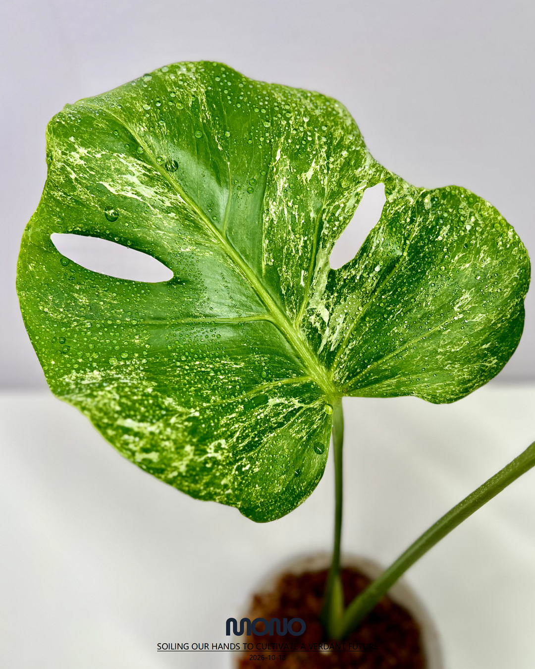 Monstera Deliciosa 'Ocean Mint'【海洋薄荷】[MDOCMI]