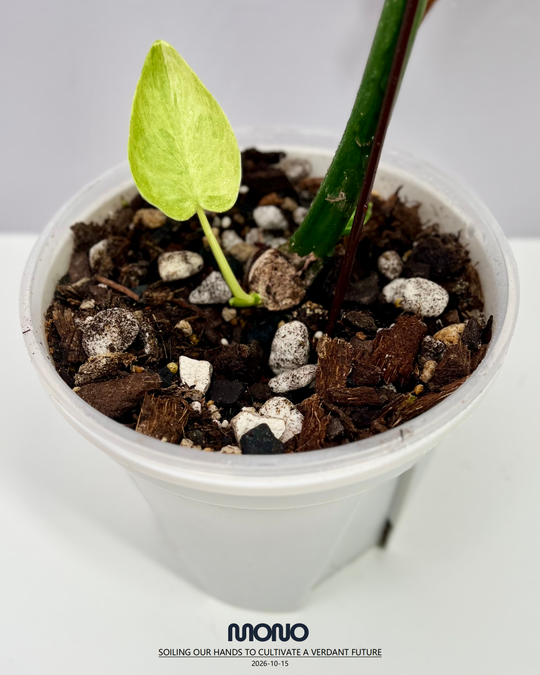 Philodendron 'Bob Cee' Aurea Var.【黄锦鲍勃切依】[PHBOCE]