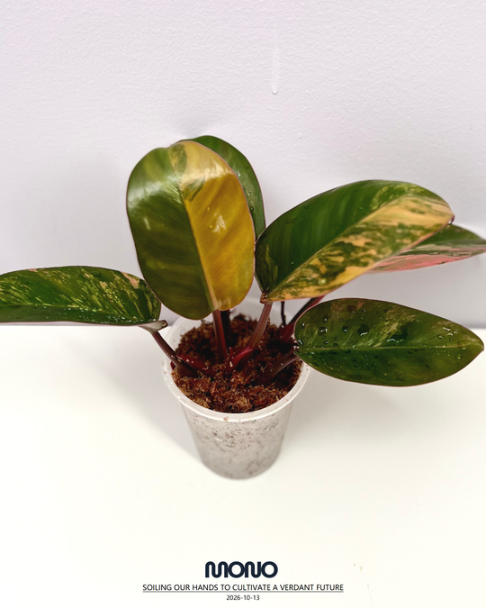 Philodendron 'Rojo Congo'【红刚果】[PHROCV]