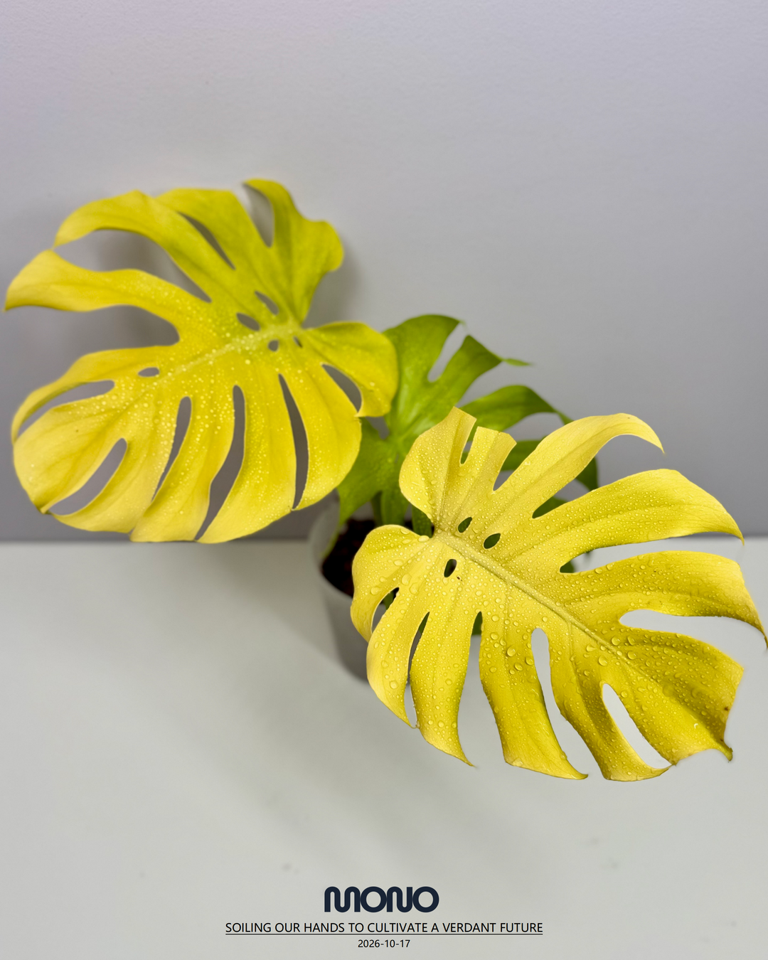 Monstera Deliciosa 'Lemon Lime' Full Var.【全锦芝士】[MDLELIF]