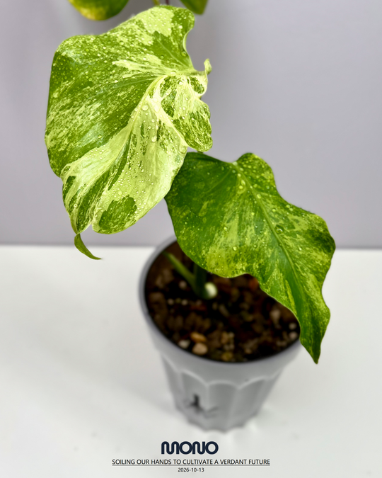 Monstera Deliciosa'Green Coral'【绿珊瑚】[MDGRCO]