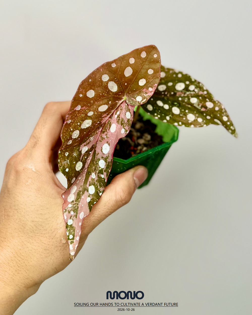 Begonia Maculata Pink Variegated【粉锦鳟鱼】[BGMAPV]