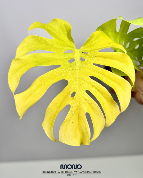 Monstera Deliciosa 'Lemon Lime' Full Var.【全锦芝士】[MDLELIF]