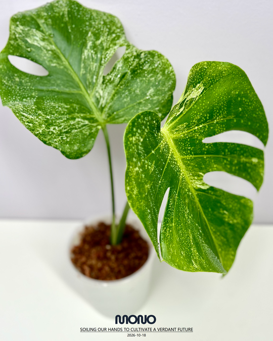 Monstera Deliciosa 'Ocean Mint'【海洋薄荷】[MDOCMI]