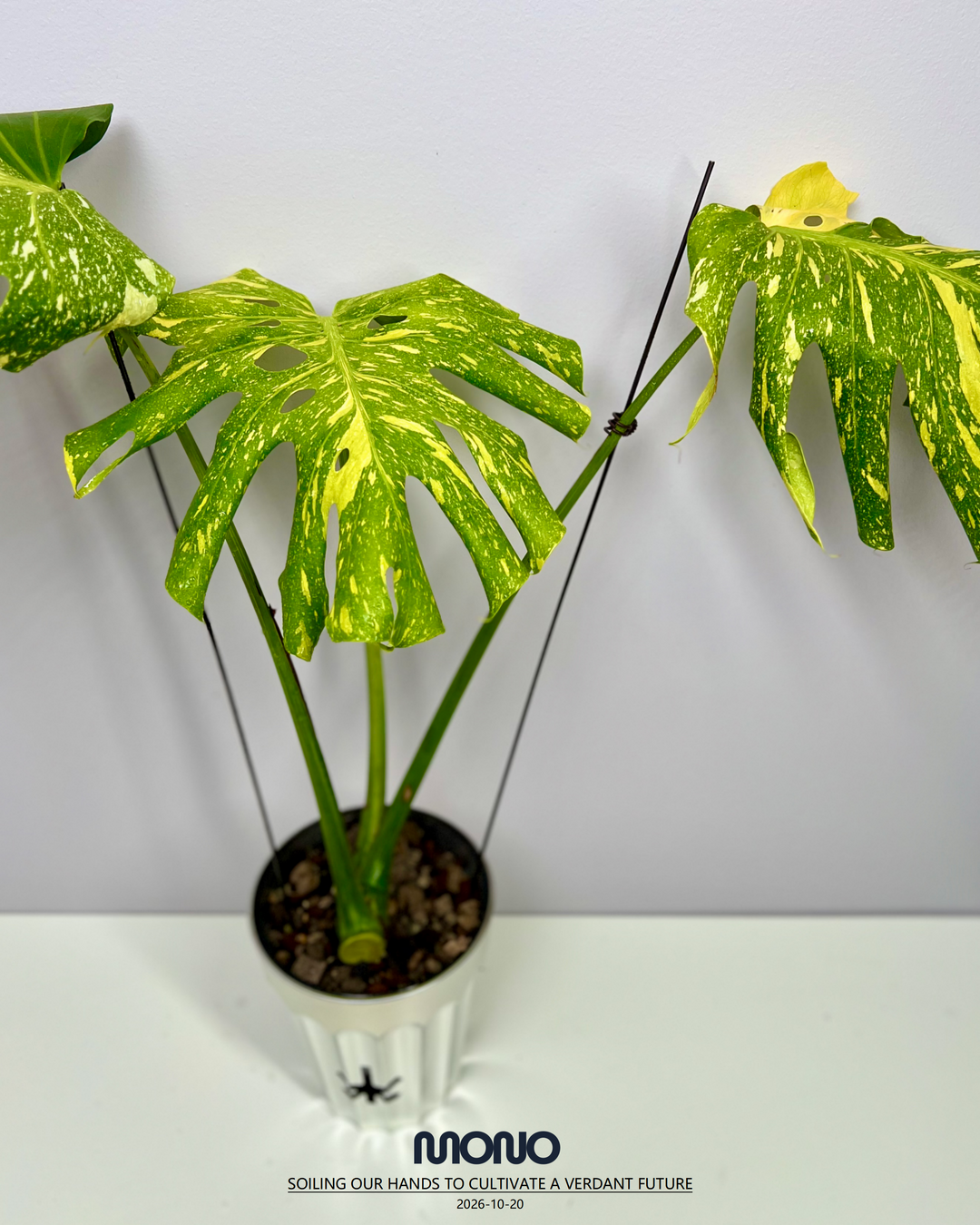 Monstera Deliciosa 'Electrolyte King'【灯泡王】[MDELEK]