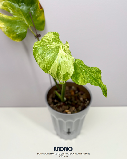 Monstera Deliciosa'Green Coral'【绿珊瑚】[MDGRCO]