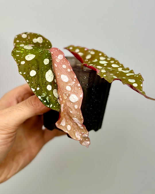 Begonia Maculata Pink Variegated【粉锦鳟鱼】[BGMAPV]