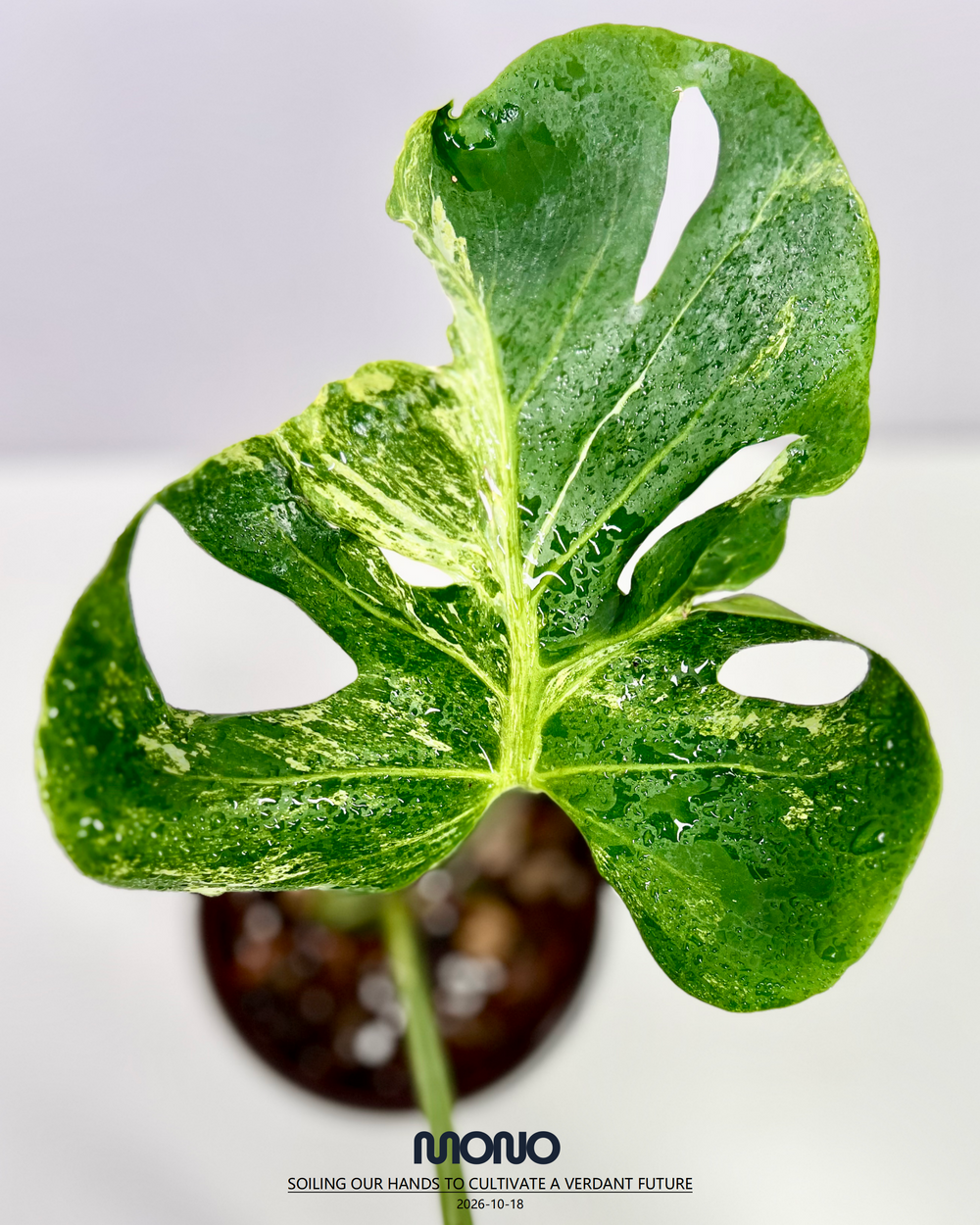 Monstera Deliciosa 'Ocean Mint'【海洋薄荷】[MDOCMI]
