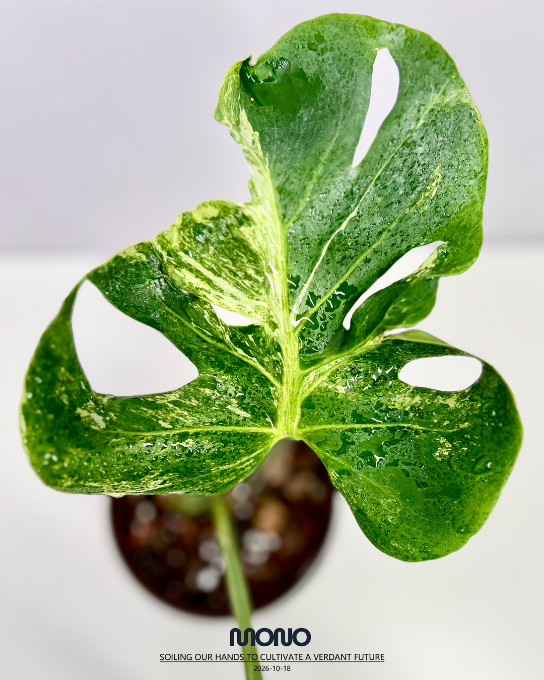 Monstera Deliciosa 'Ocean Mint'【海洋薄荷】[MDOCMI]