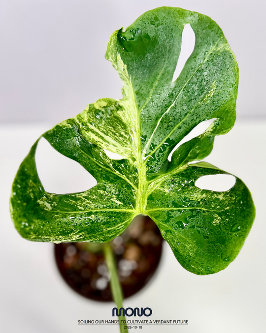 Monstera Deliciosa 'Ocean Mint'【海洋薄荷】[MDOCMI]