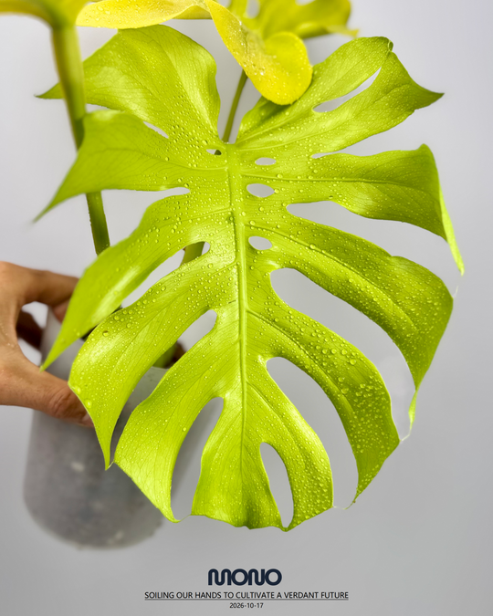 Monstera Deliciosa 'Lemon Lime' Full Var.【全锦芝士】[MDLELIF]