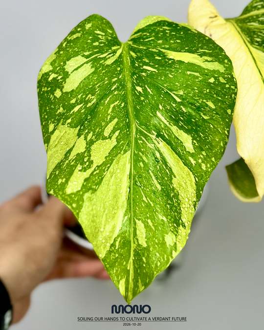 Monstera Deliciosa 'Electrolyte King'【灯泡王】[MDELEK]