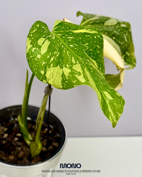 Monstera Deliciosa 'Electrolyte King'【灯泡王】[MDELEK]
