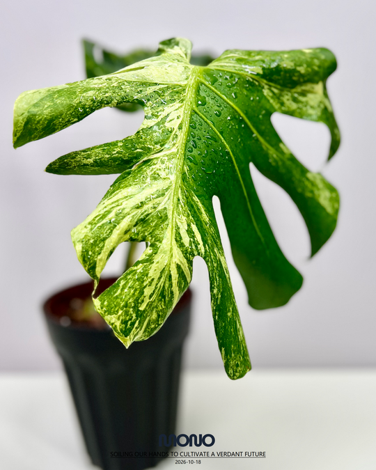 Monstera Deliciosa 'Ocean Mint'【海洋薄荷】[MDOCMI]