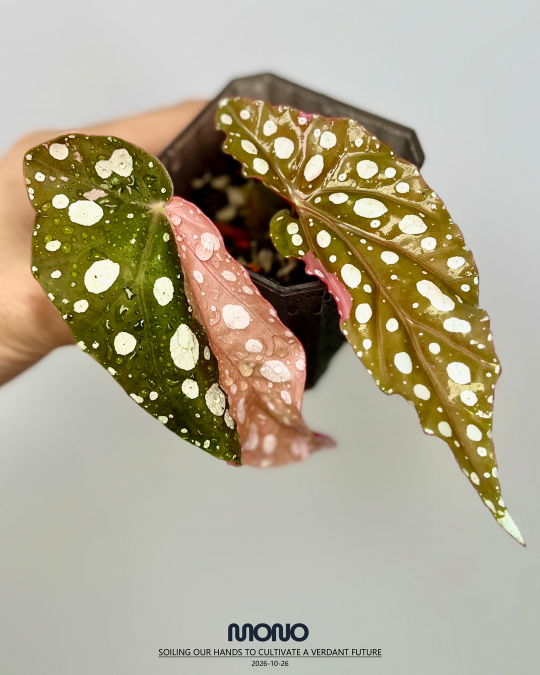 Begonia Maculata Pink Variegated【粉锦鳟鱼】[BGMAPV]