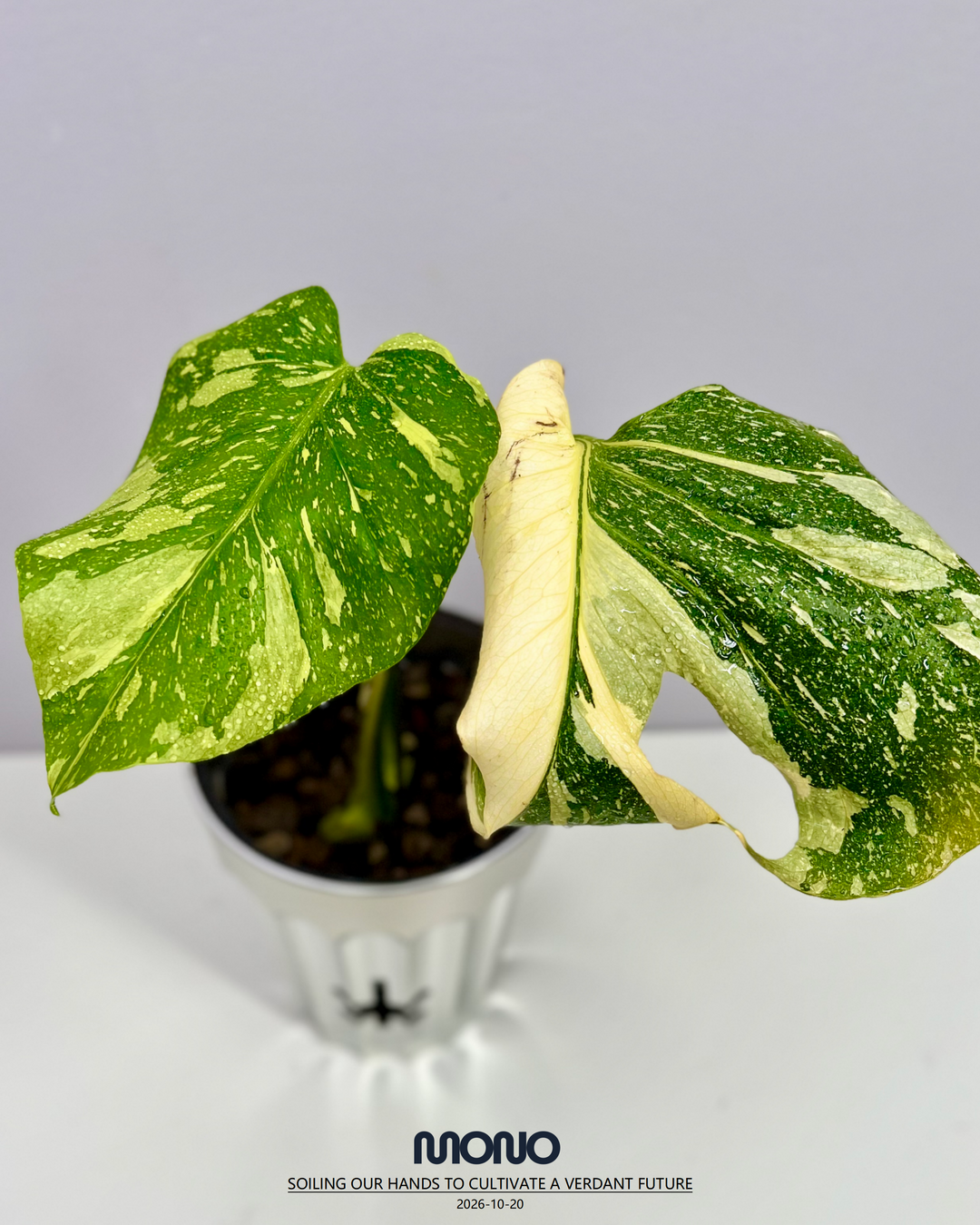Monstera Deliciosa 'Electrolyte King'【灯泡王】[MDELEK]