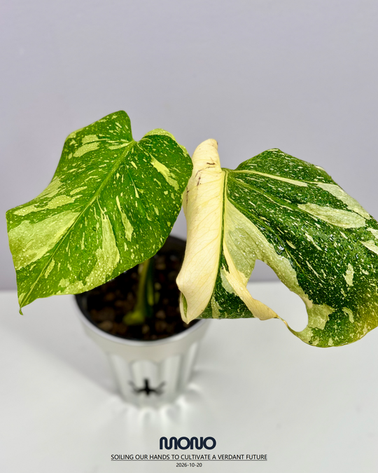 Monstera Deliciosa 'Electrolyte King'【灯泡王】[MDELEK]