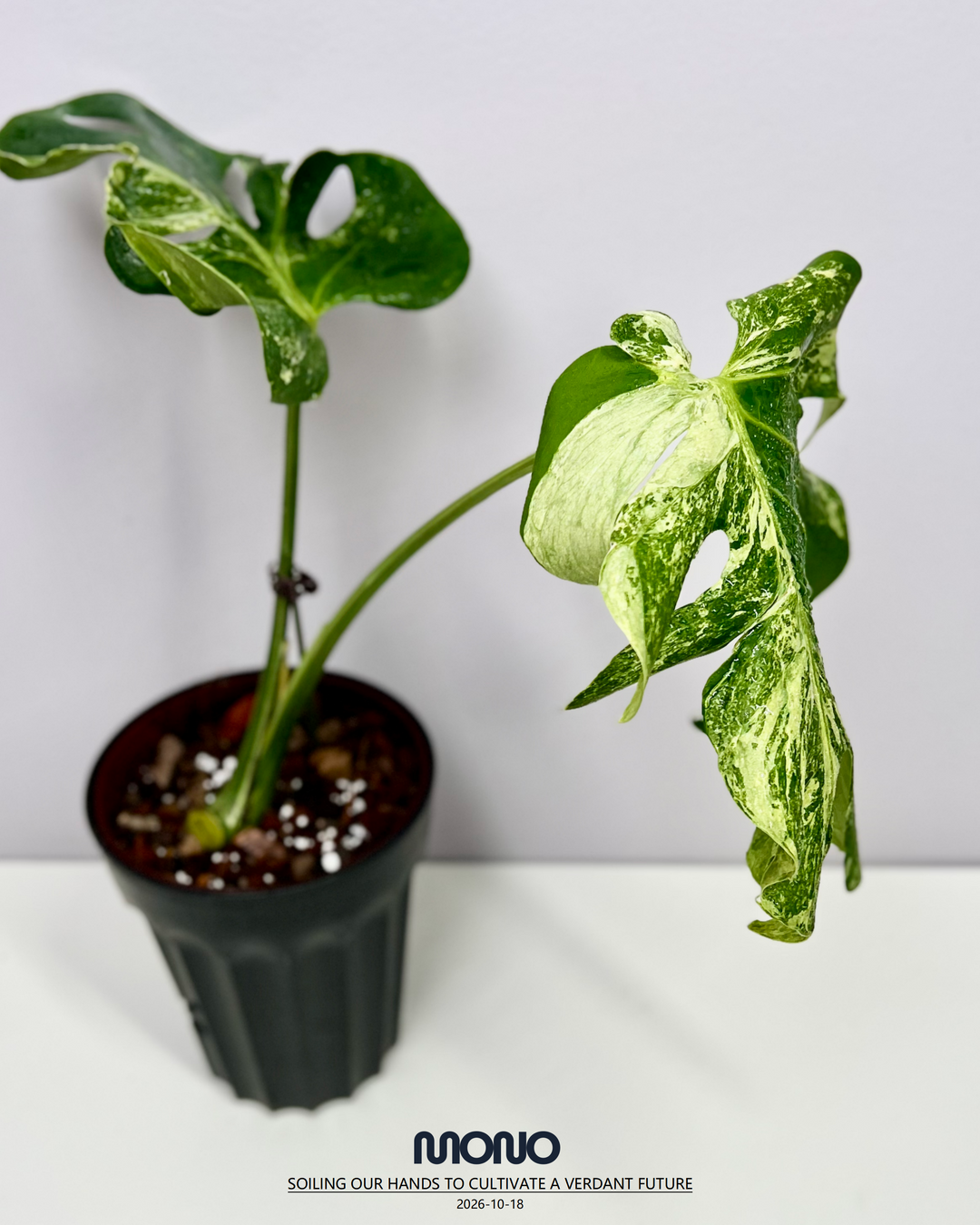 Monstera Deliciosa 'Ocean Mint'【海洋薄荷】[MDOCMI]