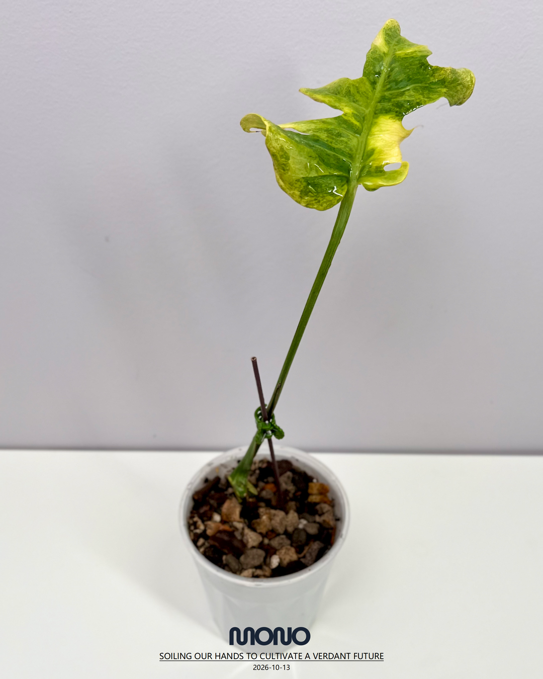 Monstera Deliciosa'Green Coral'【绿珊瑚】[MDGRCO]