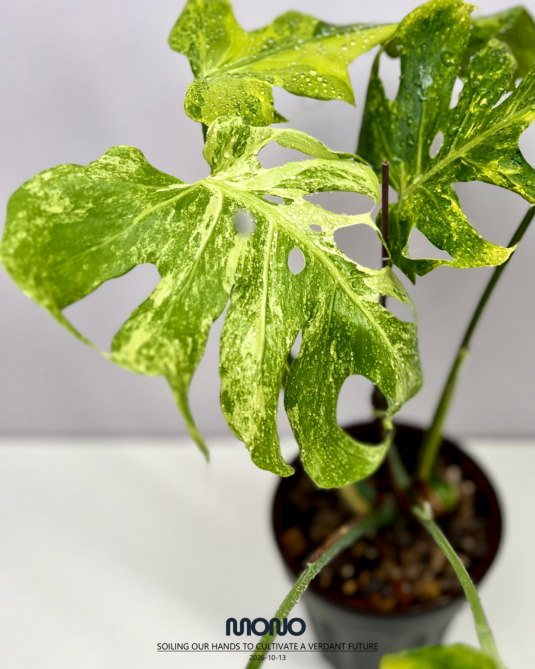 Monstera Deliciosa'Green Coral'【绿珊瑚】[MDGRCO]