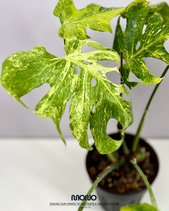 Monstera Deliciosa'Green Coral'【绿珊瑚】[MDGRCO]