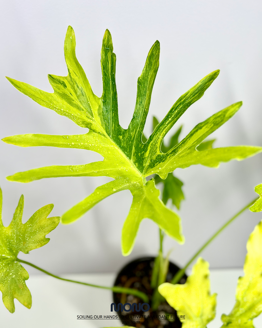 Philodendron 'Dragon Scale' Aurea Var.【荧光龙鳞春羽】[PHDSAU]