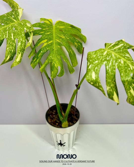 Monstera Deliciosa 'Electrolyte King'【灯泡王】[MDELEK]