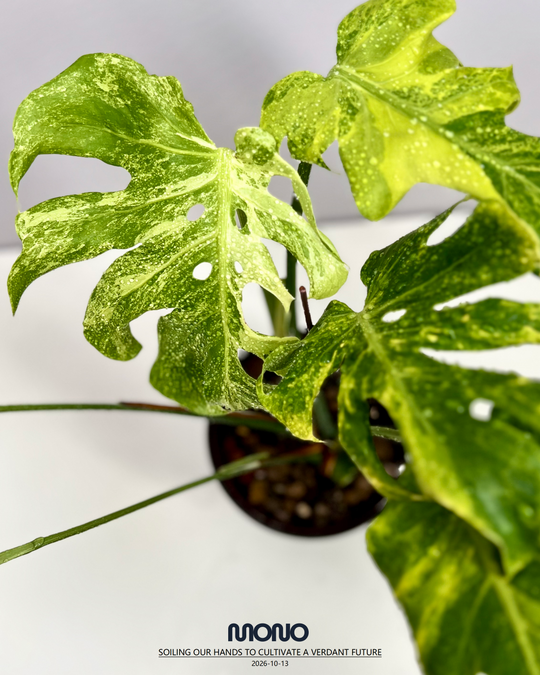 Monstera Deliciosa'Green Coral'【绿珊瑚】[MDGRCO]