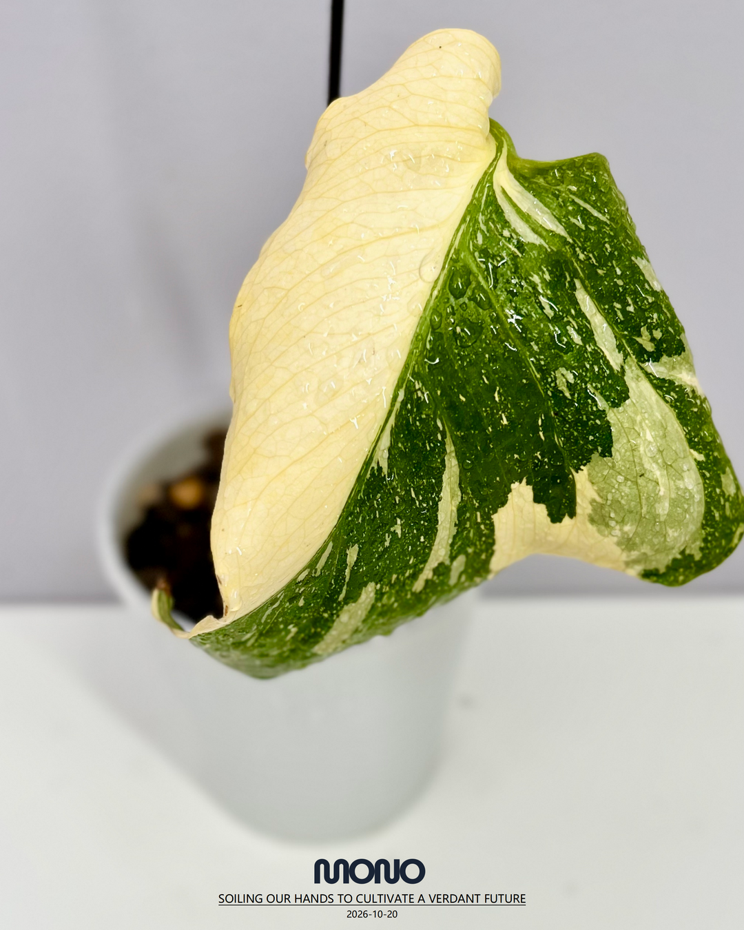 Monstera Deliciosa 'Electrolyte King'【灯泡王】[MDELEK]