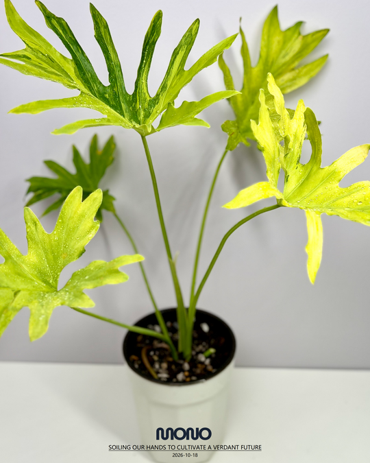 Philodendron 'Dragon Scale' Aurea Var.【荧光龙鳞春羽】[PHDSAU]