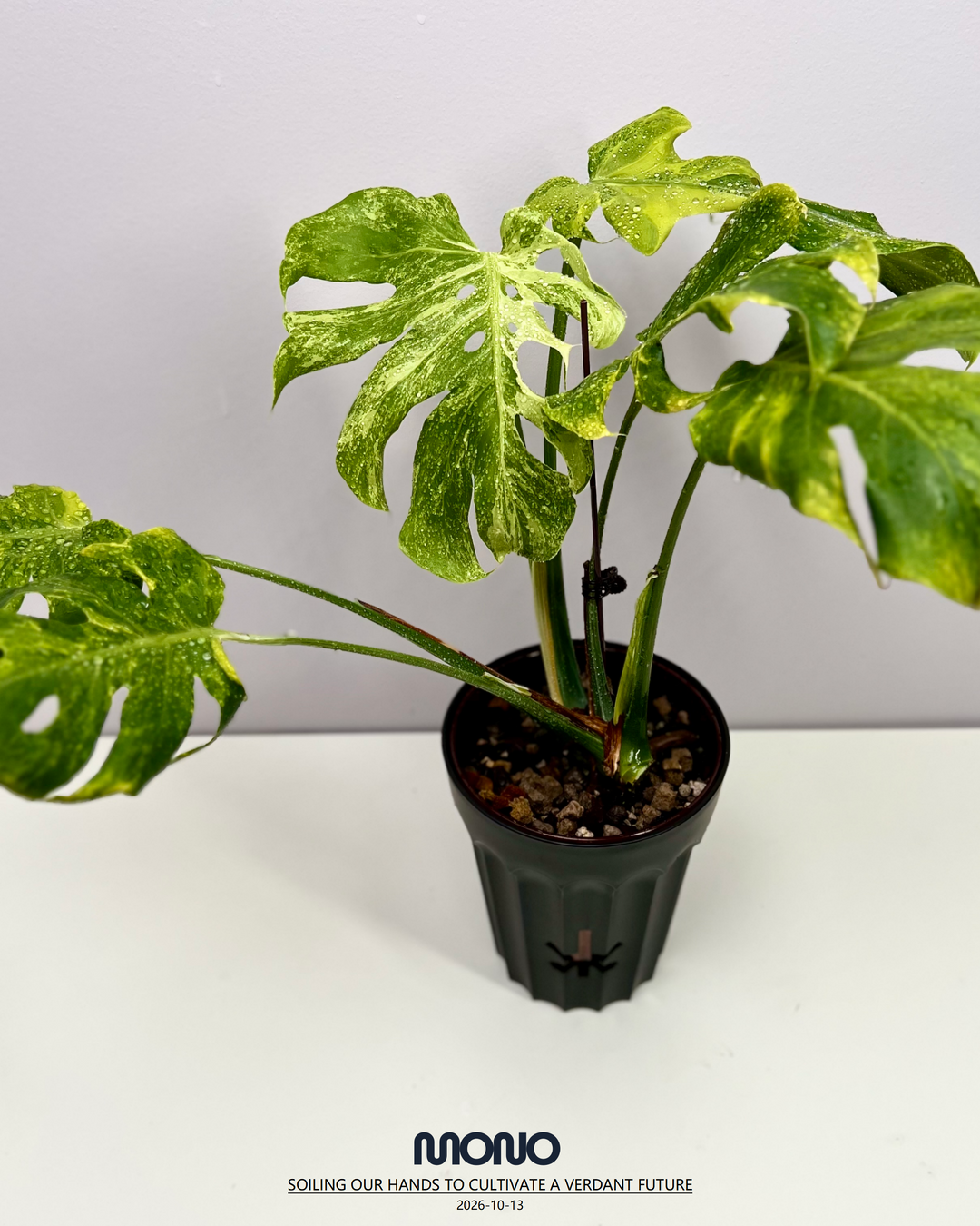 Monstera Deliciosa'Green Coral'【绿珊瑚】[MDGRCO]