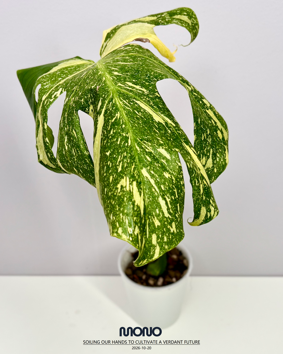 Monstera Deliciosa 'Electrolyte King'【灯泡王】[MDELEK]