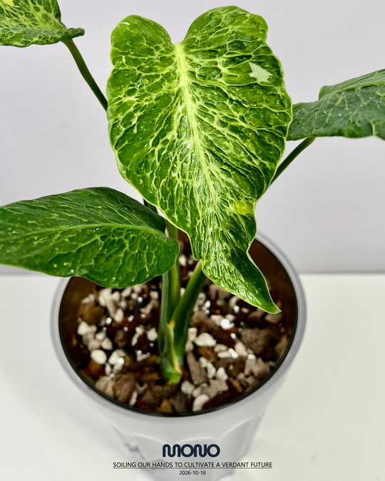 Monstera Deliciosa 'Mars'【火星】[MDMARS]
