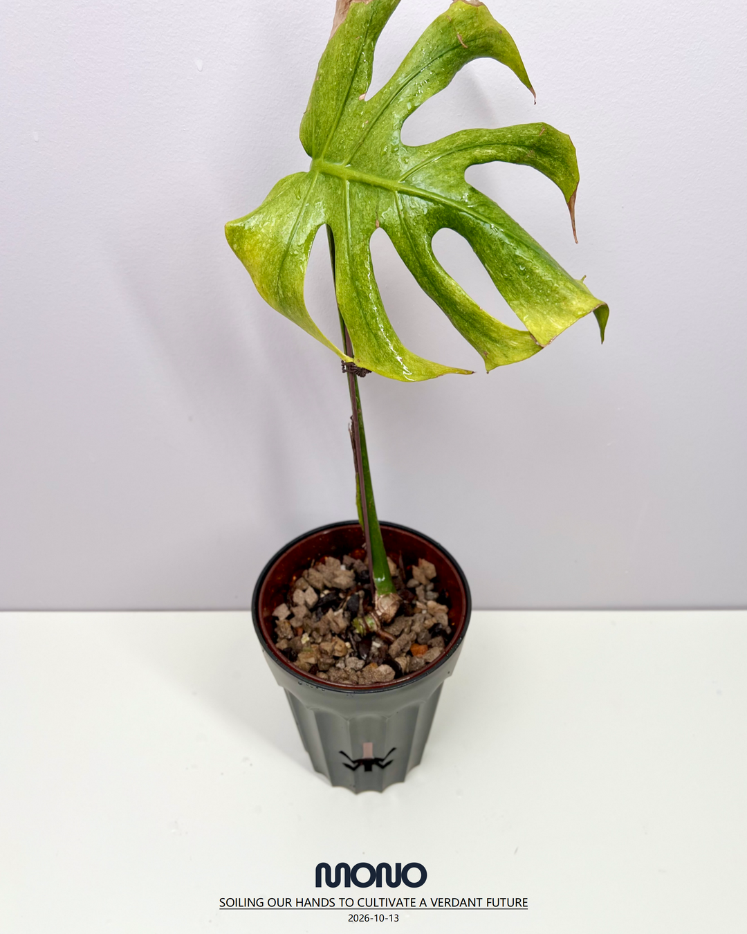 Monstera Deliciosa 'Green Octopus'【荧光章鱼】[MDGROC]