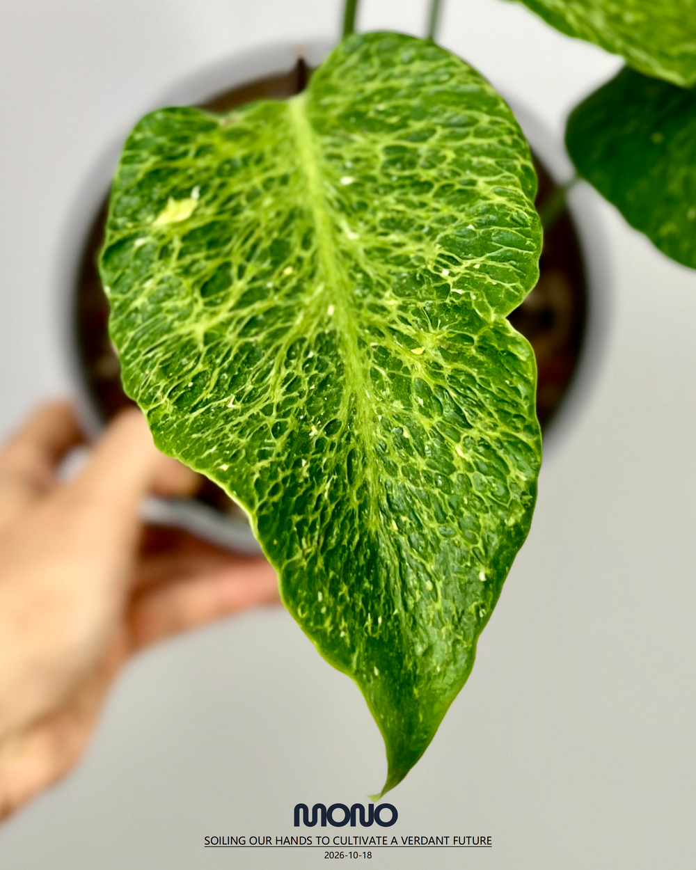 Monstera Deliciosa 'Mars'【火星】[MDMARS]