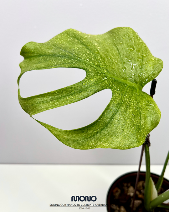 Monstera Deliciosa 'Green Octopus'【荧光章鱼】[MDGROC]