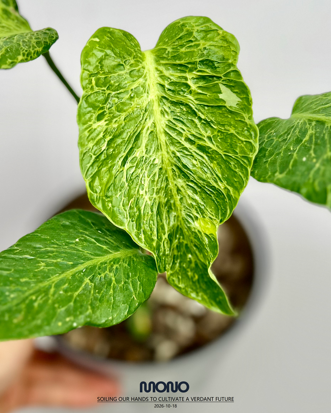 Monstera Deliciosa 'Mars'【火星】[MDMARS]