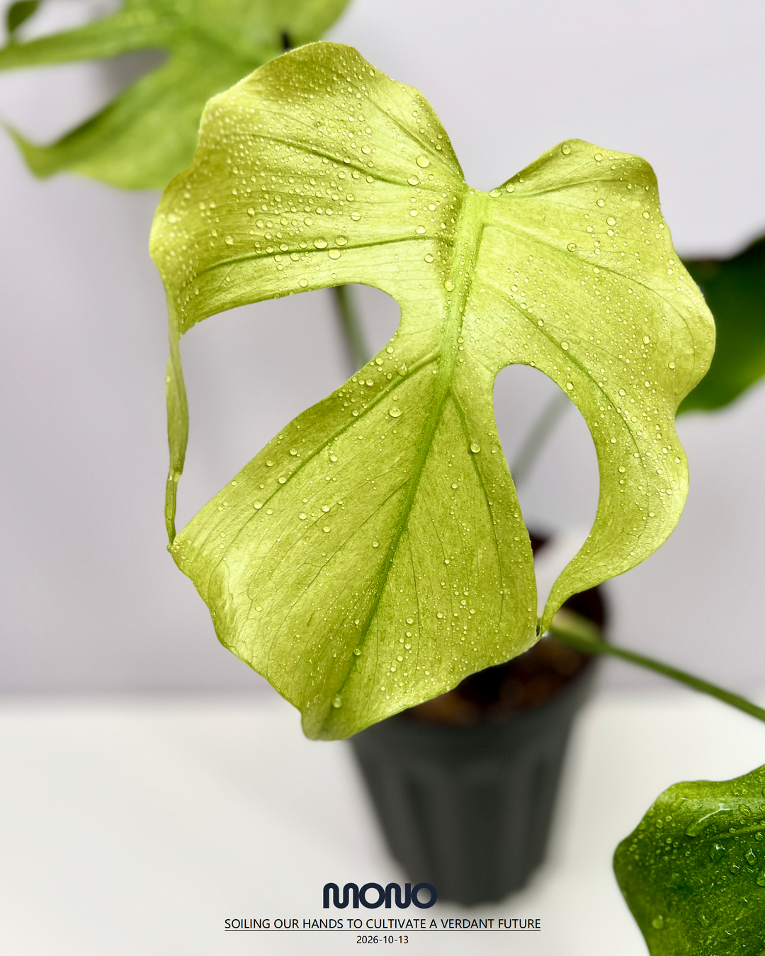 Monstera Deliciosa 'Green Octopus'【荧光章鱼】[MDGROC]