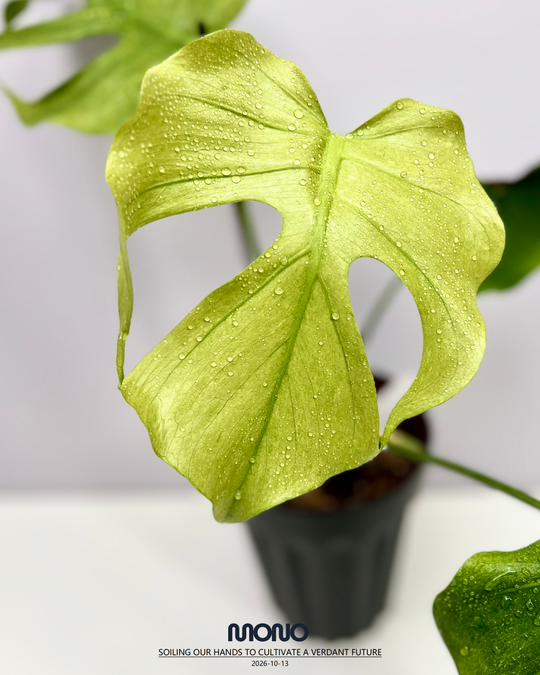 Monstera Deliciosa 'Green Octopus'【荧光章鱼】[MDGROC]