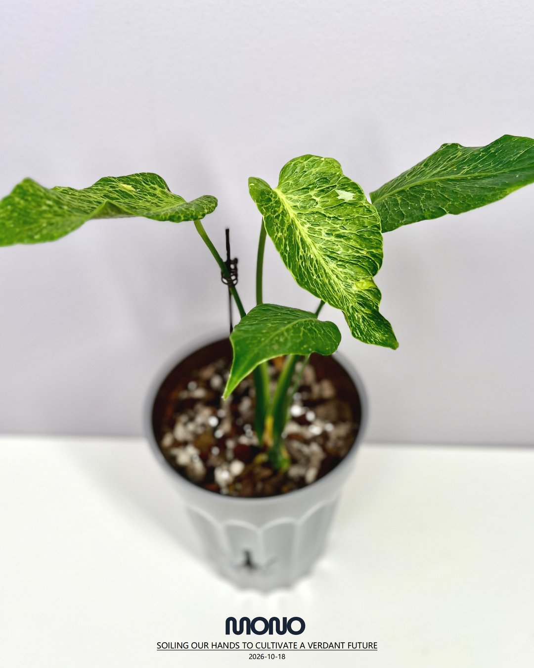 Monstera Deliciosa 'Mars'【火星】[MDMARS]